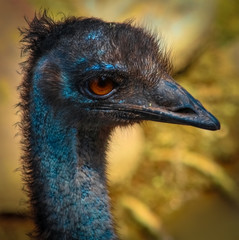 Ostrich close up. Ostrich macro shot. Ostrich in focus.