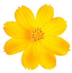 Yellow Cosmos flower on white background