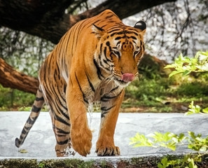 Fototapeta na wymiar Tiger. Bengal Tiger coming out of water.