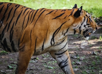 Tiger. Bengal Asian Tiger.