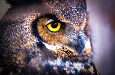 Great Horned owl