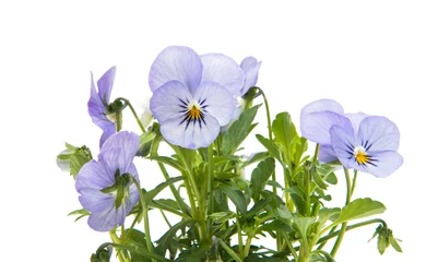 Wall murals Pansies pansies isolated
