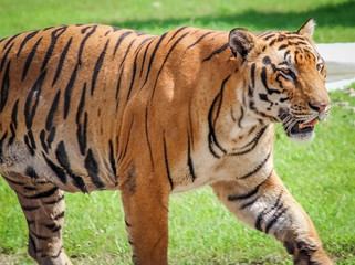 Tiger. Bengal Tiger. Tiger on hunt.