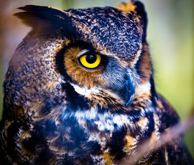 Great Horned owl
