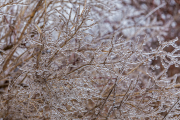 Icy tree branch