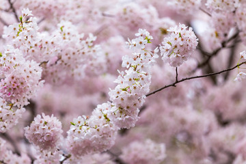 Cherry blossom flowers