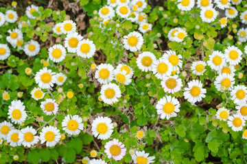 沖縄に咲く真っ赤なハイビスカスの花 Wall Mural Wallpaper Murals Cotta Foto