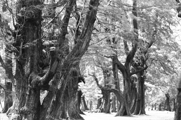 Fototapeta na wymiar Aged Pine Wood Forest against Wind from Ocean beach, abstract look bark, brach and tree bod