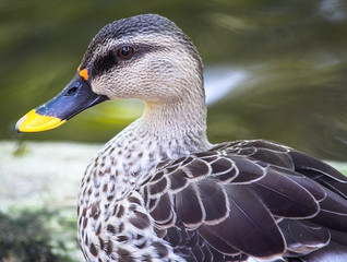 Colorful Duck Profile
