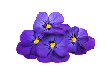 pansies isolated