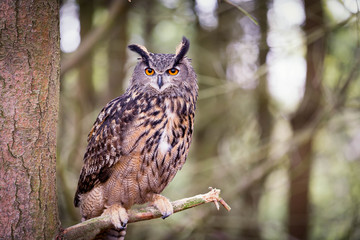 Eurasian Eagle Owl - 172036242