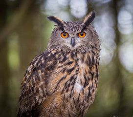 Eurasian Eagle Owl