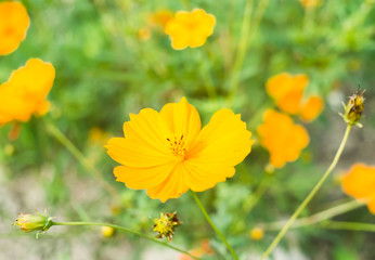 沖縄に咲く可憐な黄色のキバナコスモスの花