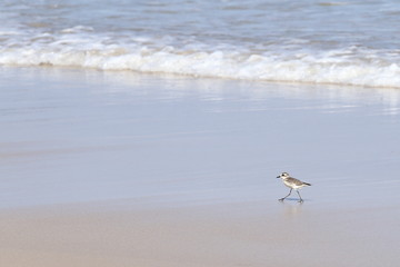 Small Sea Bird on Sandy beach looking for crab food