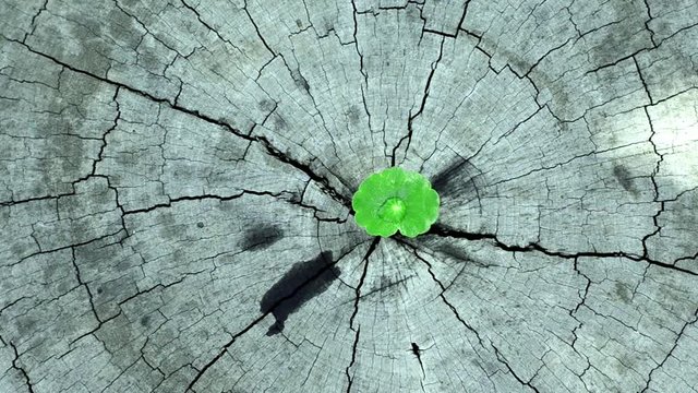 penny wort born on old tree, nature stock photo,select focus 