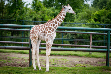 Obraz premium Giraffe eating grass
