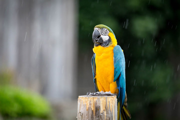 Blue and Gold Macaw