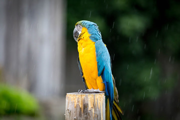 Blue and Gold Macaw