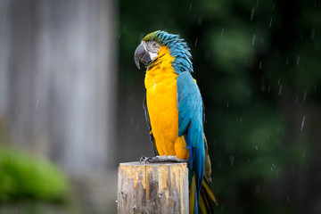 Blue and Gold Macaw