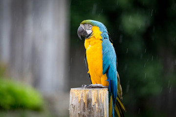 Blue and Gold Macaw