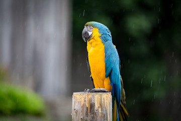 Blue and Gold Macaw