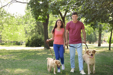 Young couple walking with yellow retrievers in park