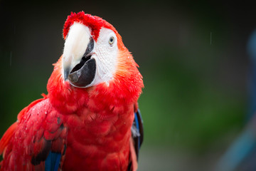 Red Macaw