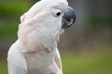 Moluccan Cockatoo