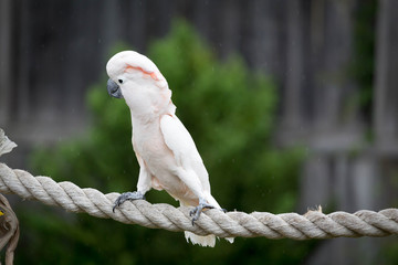 Moluccan Cockatoo
