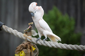 Moluccan Cockatoo © emranashraf