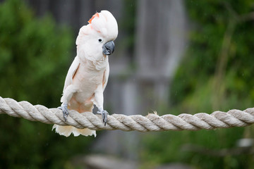 Moluccan Cockatoo