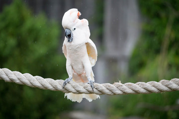 Moluccan Cockatoo