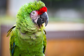 Military Macaw