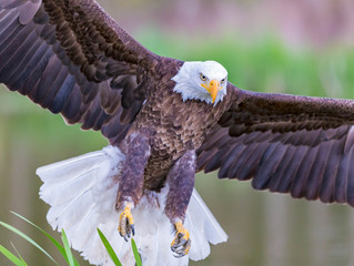Bald Eagle