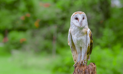 Barn Owl