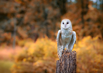 Barn Owl with fall trees