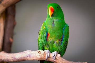 Eclectus closeup