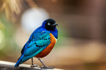 Starling bird closeup
