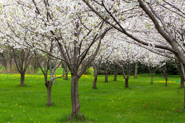 Fototapeta premium cherry blossom trees