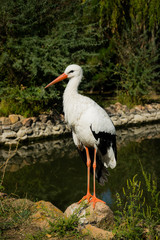 Migrant. White Stork in the Summer Park