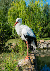 White Stork and picturesque morning garden