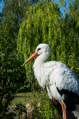Environment protection. White Stork in the morning park