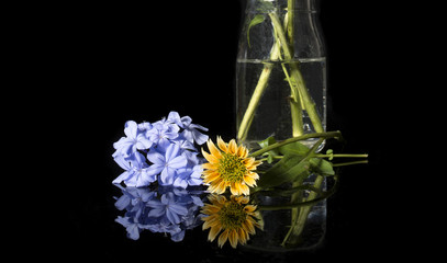 Beautiful yellow and blue flowers with reflection on black background
