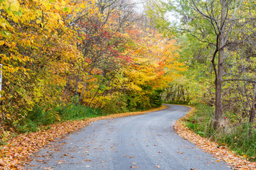 Fototapeta na wymiar A turning road with fall trees