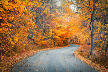 A turning road with fall trees