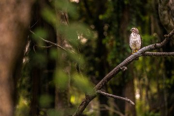 Bussard in der costerikanischen Landschaft