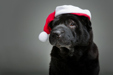 black shar pei in xmas hat