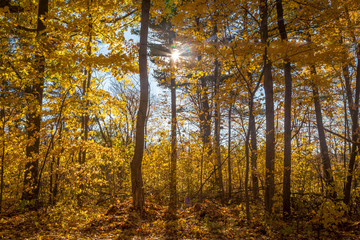 Yellow fall trees with blue sky in the background