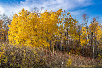 Yellow fall trees with blue sky in the background