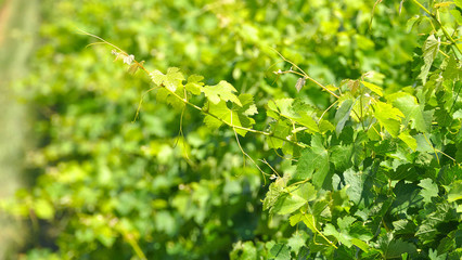 Bunch of Australian Wine Grapes Barossa valley